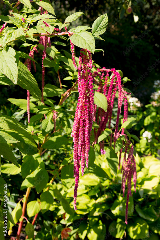 Amaranth tailed Amaranthus caudatus background Amaranth tailed Amaranthus caudatus background