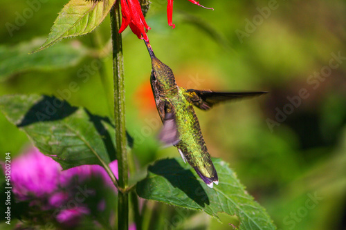 Hummingbird Feeding With Blurred Wings