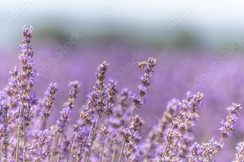 Fototapeta Naklejka Na Ścianę i Meble -  Lavender fields in bloom in Provence.