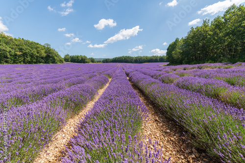 Lavender fields in bloom in Provence.