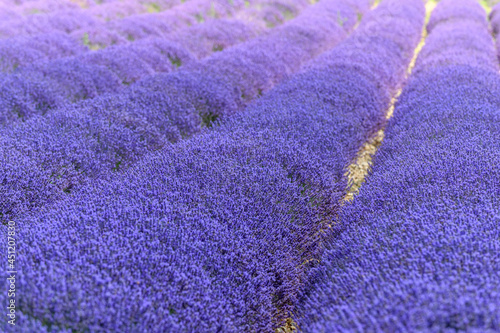 Lavender fields in bloom in Provence.