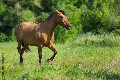 Beautiful horse running on field in summer