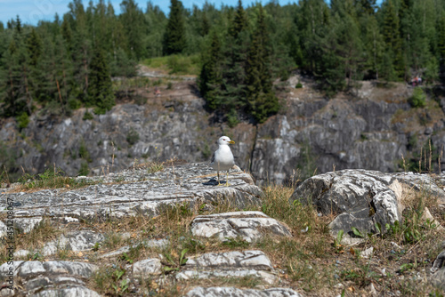 Rocky mountain landscape. The seagull sits on a rock above a cliff.