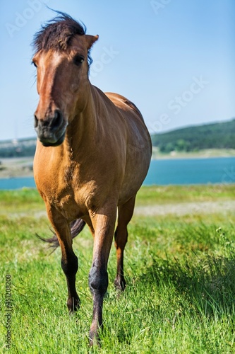 Bay Horse on a Pasture