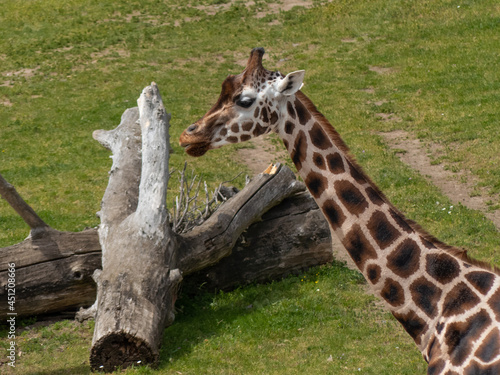 Photography Head of giraffe eating leaves