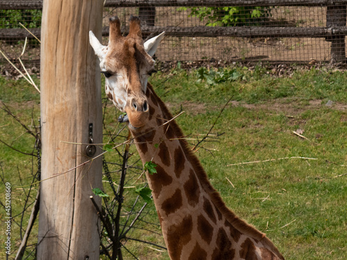 Photography Head of giraffe eating leaves
