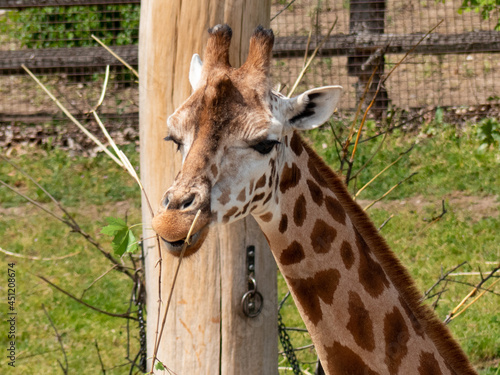 Canvas Print Head of giraffe eating leaves