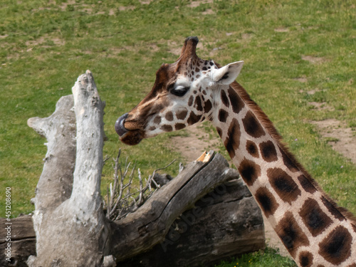 Photography Head of giraffe eating leaves