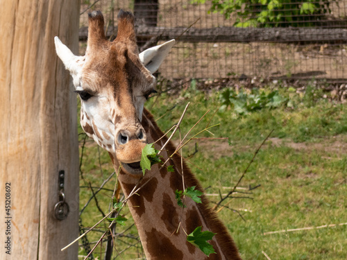 Photography Head of giraffe eating leaves