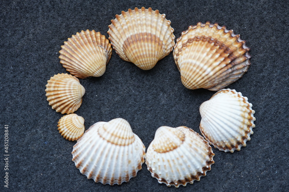 Pecten maximus, com. names the great scallop, king scallop, St James shell or escallop, is a northeast Atlantic species of scallop, an edible saltwater clam, a marine bivalve mollusc family Pectinidae Pecten maximus, com. names the great scallop, king scallop, St James shell or escallop, is a northeast Atlantic species of scallop, an edible saltwater clam, a marine bivalve mollusc family Pectinidae