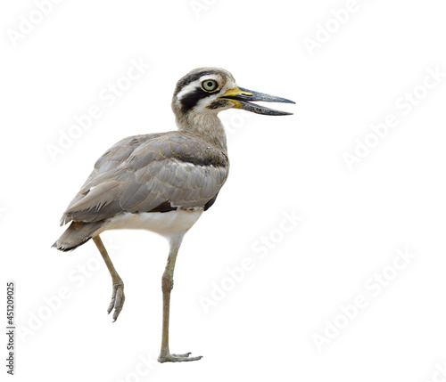 Camouflage brown bird with bird eyes large bills steping over ground isolated on white background, Great thick-knee