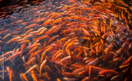 Beautiful view of orange fish swimming in a circle in the zoo on a sunny day photo