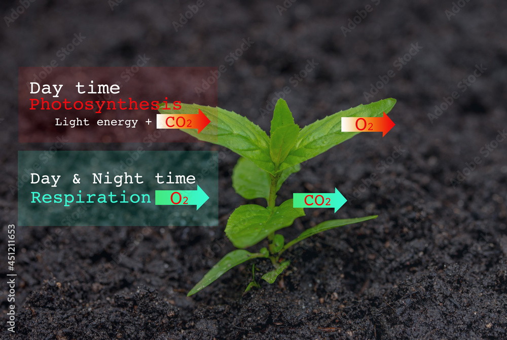 Foto de Education chart of Photosynthesis and Respiration process in