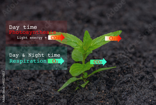 Education chart of Photosynthesis and Respiration process in plant to explant the plants give out carbon dioxide not only at night but during the day time too. 