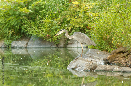 Ardea cinerea, gray heron walking on the lake shore. Great heron fishing in the morning sun in the reeds on the shore of the pond. photo