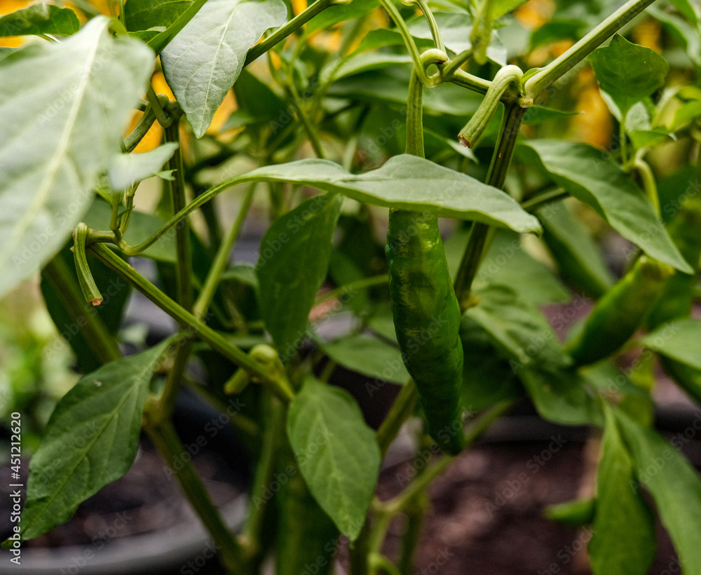 Green Pepper With Green Leaves Green Pepper With Green Leaves