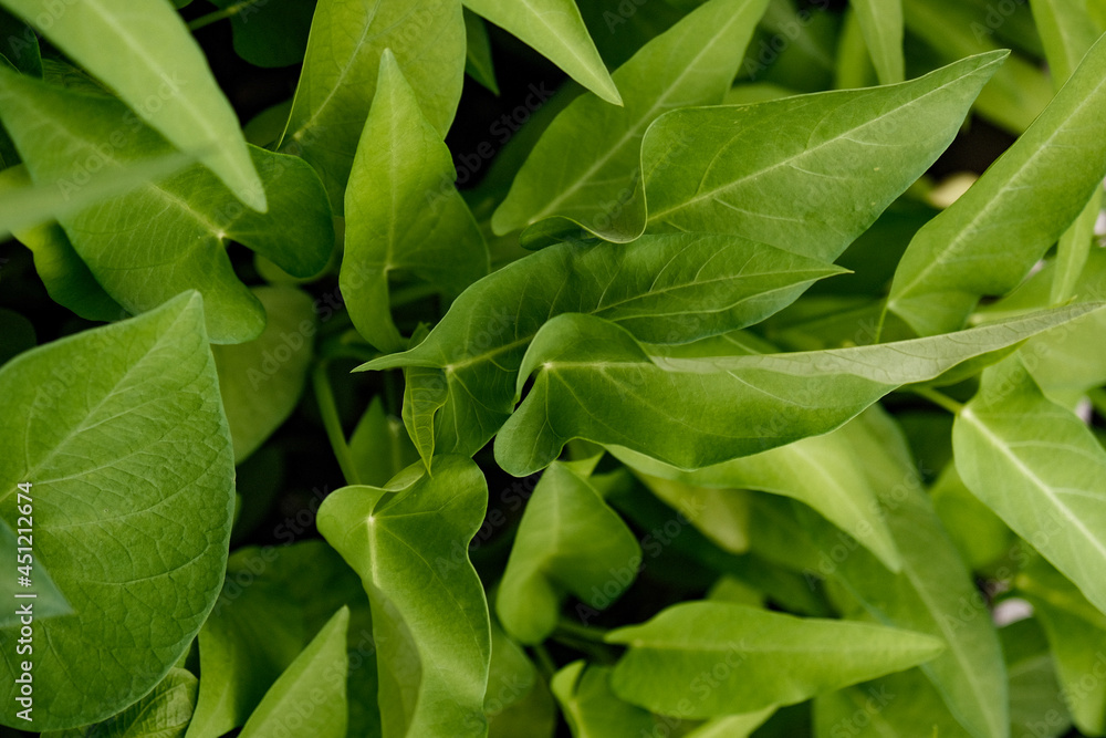 Fototapeta premium green leaves background