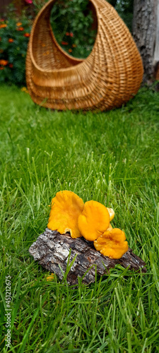 Wallpaper Mural Yellow chanterelle (cantharellus cibarius). Chanterelle mushrooms is a species of golden chanterelle mushroom in the genus Cantharellus. Fresh organic mushrooms. Fungi background texture Torontodigital.ca