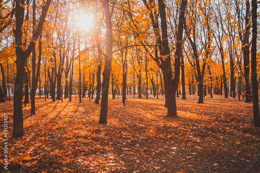 Autumn city Park with an asphalt path among the trees, through which the sun shines