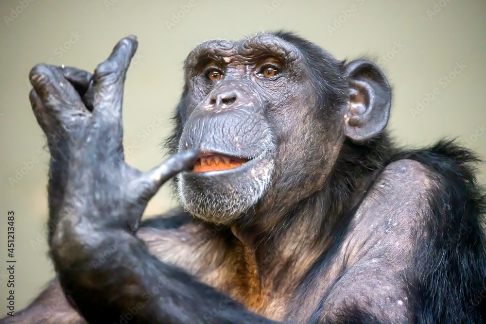 Obraz premium Common chimpanzee male (Pan troglodytes)