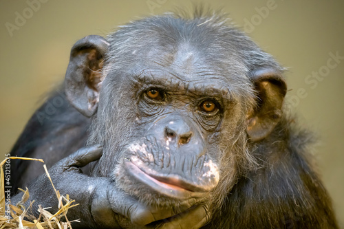 chimpanzee ( Pan troglodytes) close up portrait
