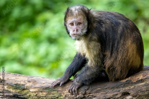 golden-bellied capuchin (Sapajus xanthosternos) photo