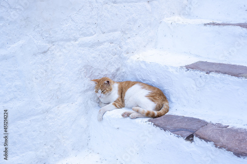 A white-red lazy cat lies on a snow-white staircase in Greece