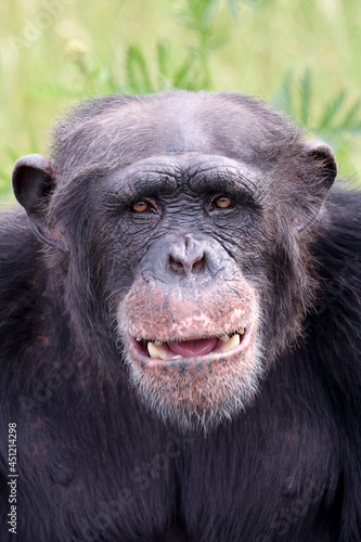 front view of chimpanzee (Pan troglodytes)