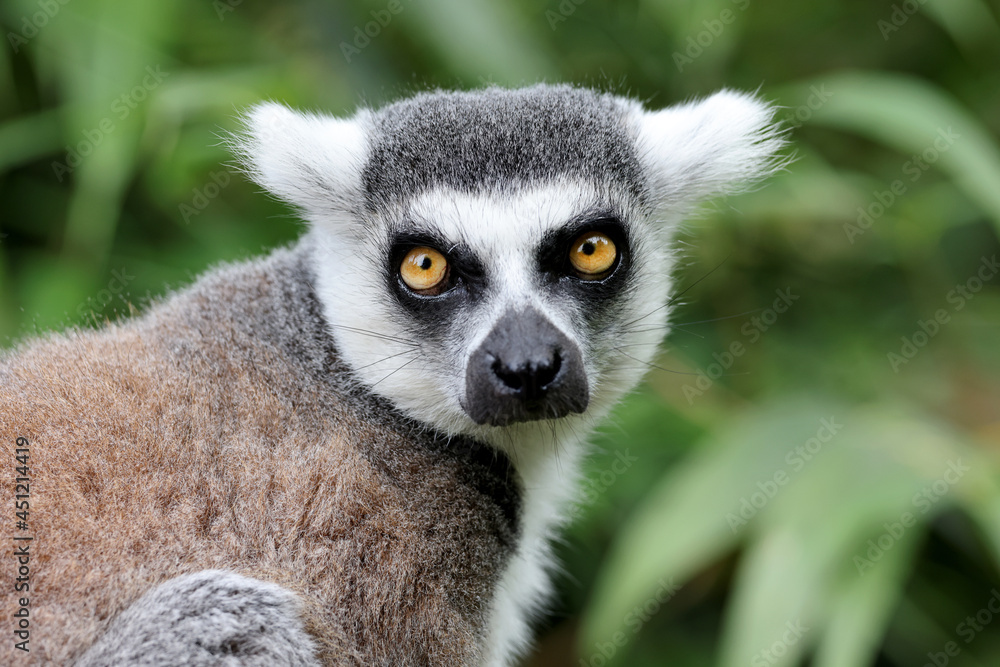 Fototapeta premium close up view of ring-tailed lemur (Lemur Catta)