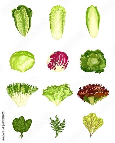 Set lettuce isolated on white background. Different kind salads.