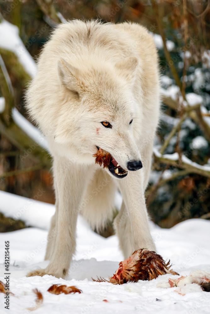 Obraz premium white Hudson Bay wolf (Canis lupus hudsonicus) in the snow