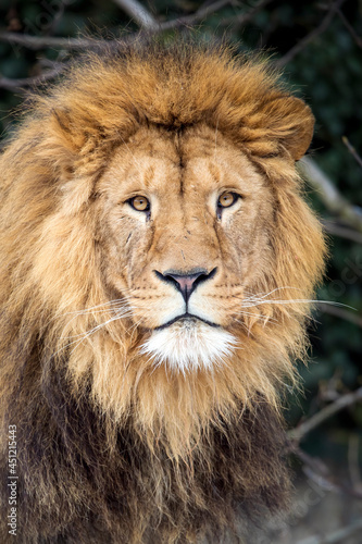 A male Lion (Panthera Leo)
