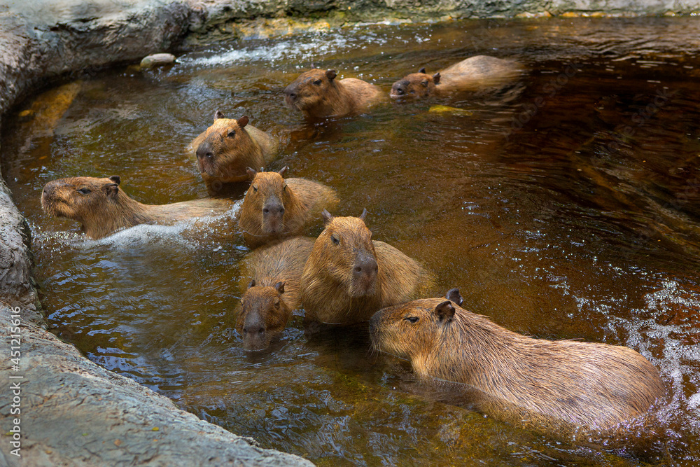 Capybara playing in the water show in Thailand Zoo Capybara playing in the water show in Thailand Zoo