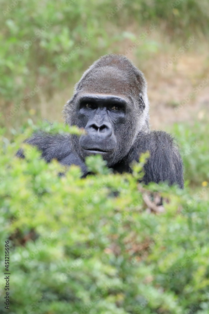 a closeup shot of a Western Lowland gorilla