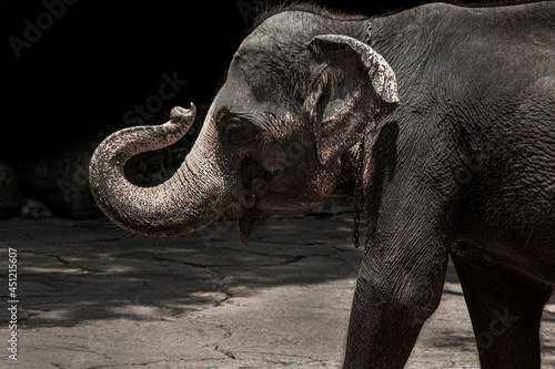 Photography A clever elephant in the Thailand Zoo