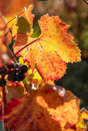 autumn leaves in the vineyards of the Langhe, Piedmont, Italy