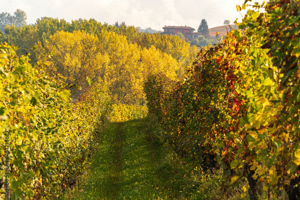 Naklejka premium Vineyards of the Langhe in autumn