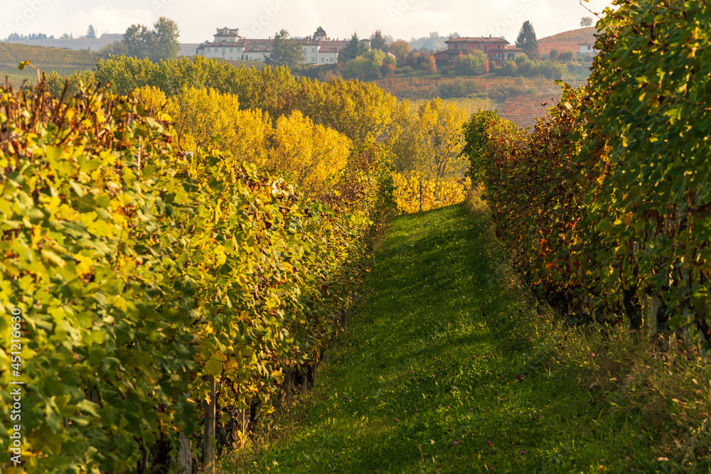 Naklejka premium Vineyards of the Langhe in autumn