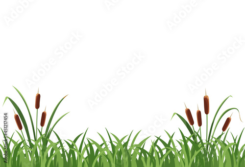 Reed mace, reed in the grass on a white background.