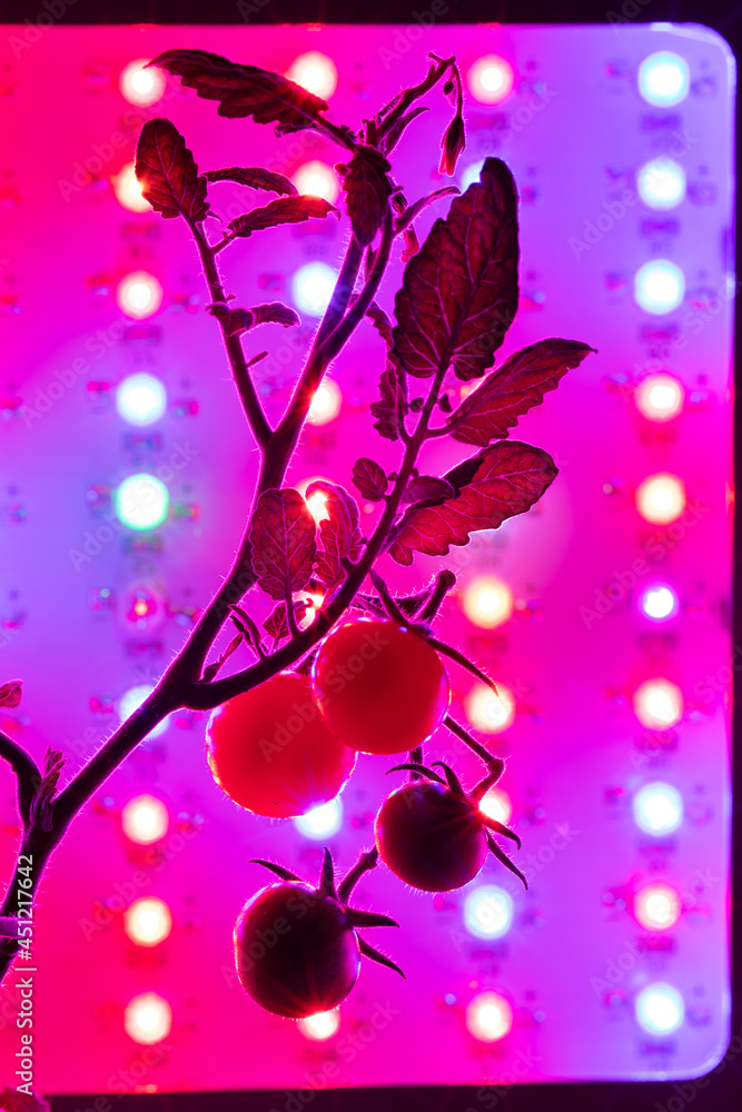 Fototapeta premium cherry tomato harvest under the led light grow lamp