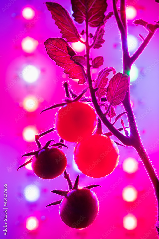 Fototapeta premium cherry tomato harvest under the led light grow lamp