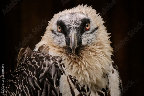 Portrait vom Bartgeier mit Blick in die Kamera  gypaetus barbatus