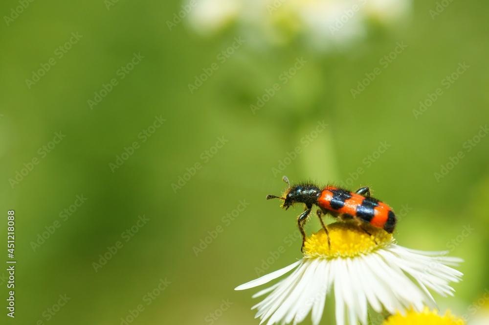 A red beetle on a daisy. Insects in nature.