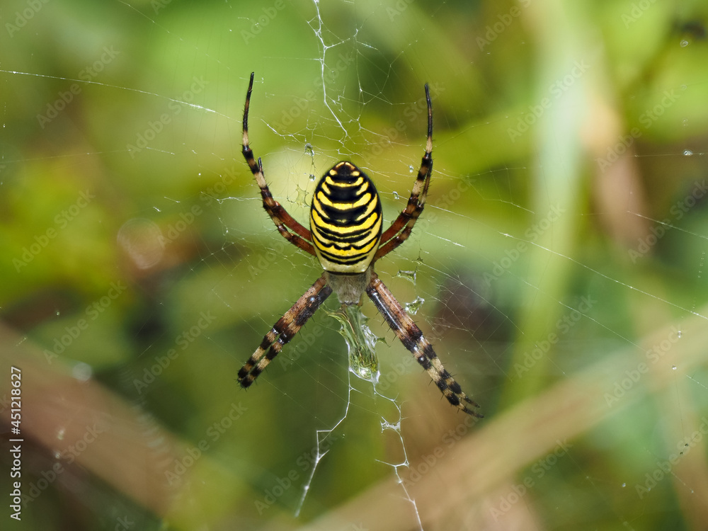Female Wasp Spider on a Web Female Wasp Spider on a Web