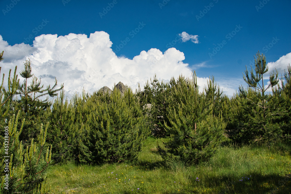 Obraz premium field of grass and trees