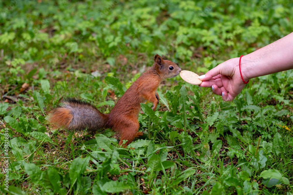 Red squirrel on the grass. A woman's hand holds out a treat to a squirrel. Copy space, close-up. Red squirrel on the grass. A woman's hand holds out a treat to a squirrel. Copy space, close-up.