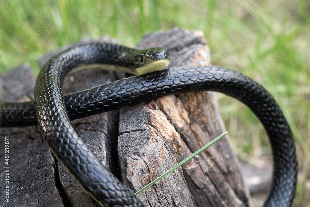 Obraz premium A venomous snake is basking on a tree stump on a sunny summer day
