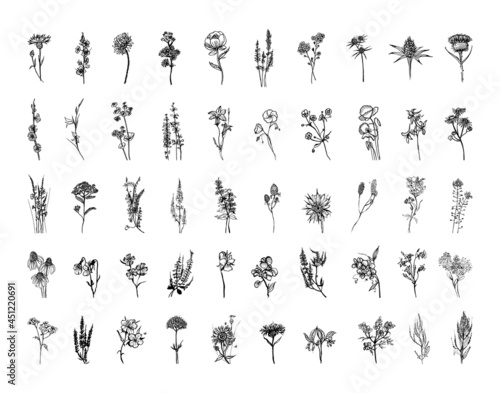 Collection of monochrome illustrations of meadow flowers in sketch style. Hand drawings in art ink style. Black and white graphics.