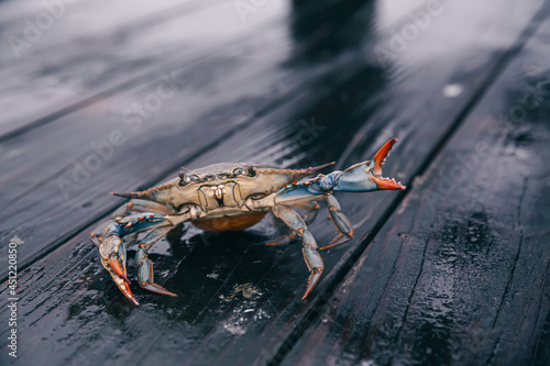 Live Chesapeake blue crab with vibrant claws on a wooden pier.