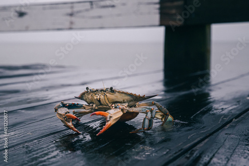 Billede på lærred Live crab with vibrant claws on a wooden pier.